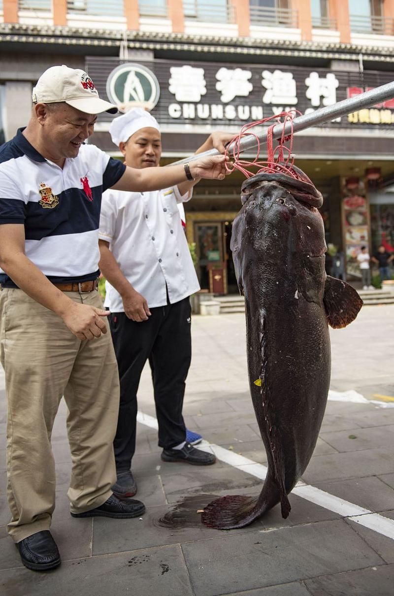 各種斑魚的圖片，攝圖新視界則提供青石斑魚、黑斑魚等具有版權保障的高清斑魚圖片