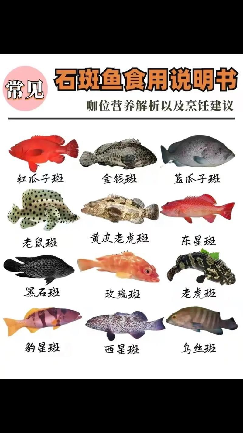 各種斑魚的圖片，攝圖新視界則提供青石斑魚、黑斑魚等具有版權保障的高清斑魚圖片