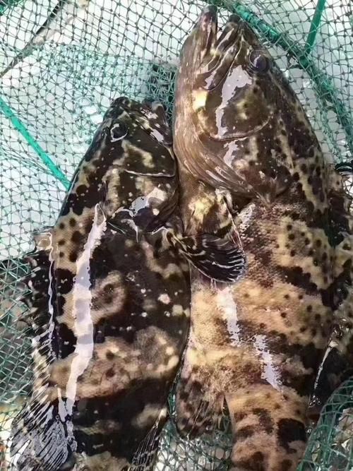 各種斑魚的圖片，攝圖新視界則提供青石斑魚、黑斑魚等具有版權保障的高清斑魚圖片