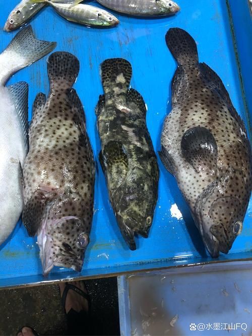 各種斑魚的圖片，攝圖新視界則提供青石斑魚、黑斑魚等具有版權保障的高清斑魚圖片
