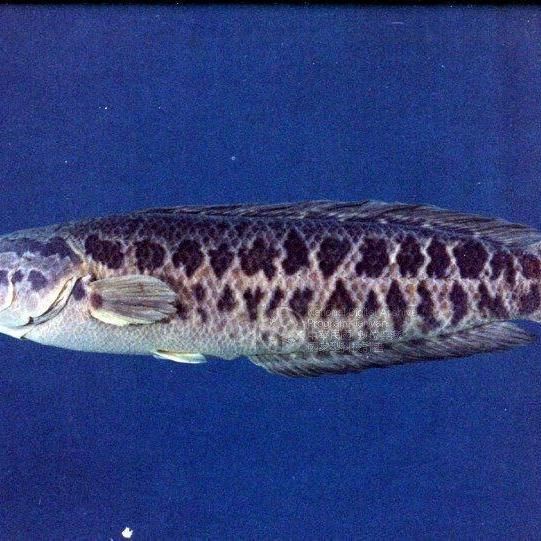 各種斑魚的圖片，攝圖新視界則提供青石斑魚、黑斑魚等具有版權保障的高清斑魚圖片