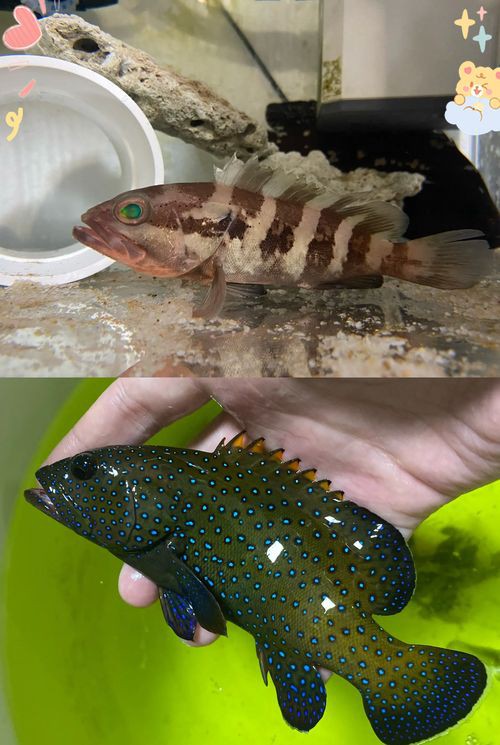各種斑魚的圖片，攝圖新視界則提供青石斑魚、黑斑魚等具有版權保障的高清斑魚圖片