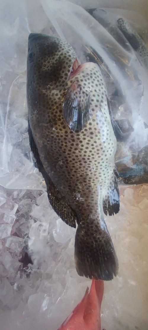 各種斑魚的圖片，攝圖新視界則提供青石斑魚、黑斑魚等具有版權保障的高清斑魚圖片