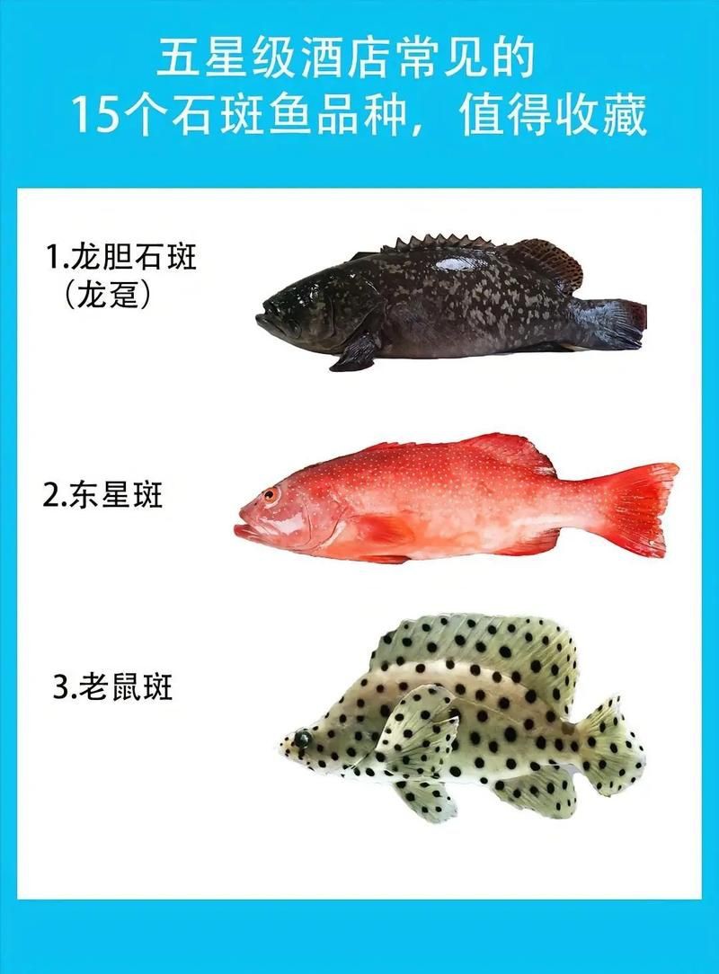 各種斑魚的圖片，攝圖新視界則提供青石斑魚、黑斑魚等具有版權保障的高清斑魚圖片