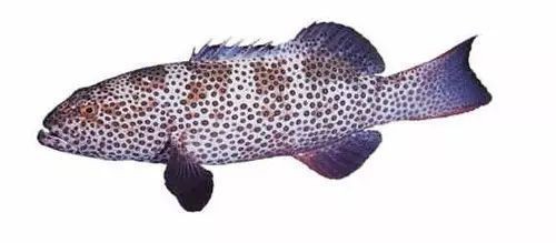 各種斑魚的圖片，攝圖新視界則提供青石斑魚、黑斑魚等具有版權保障的高清斑魚圖片