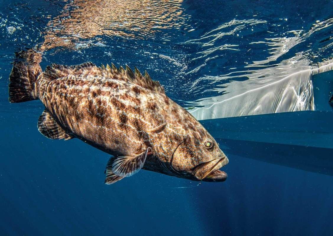 各種斑魚的圖片，攝圖新視界則提供青石斑魚、黑斑魚等具有版權保障的高清斑魚圖片