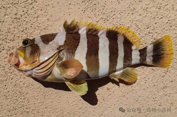 各種斑魚的圖片，攝圖新視界則提供青石斑魚、黑斑魚等具有版權保障的高清斑魚圖片