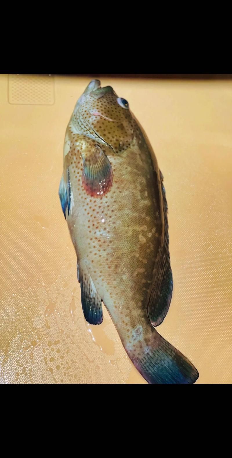 各種斑魚的圖片，攝圖新視界則提供青石斑魚、黑斑魚等具有版權保障的高清斑魚圖片