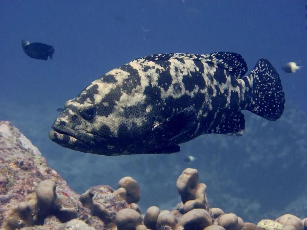 各種斑魚的圖片，攝圖新視界則提供青石斑魚、黑斑魚等具有版權保障的高清斑魚圖片