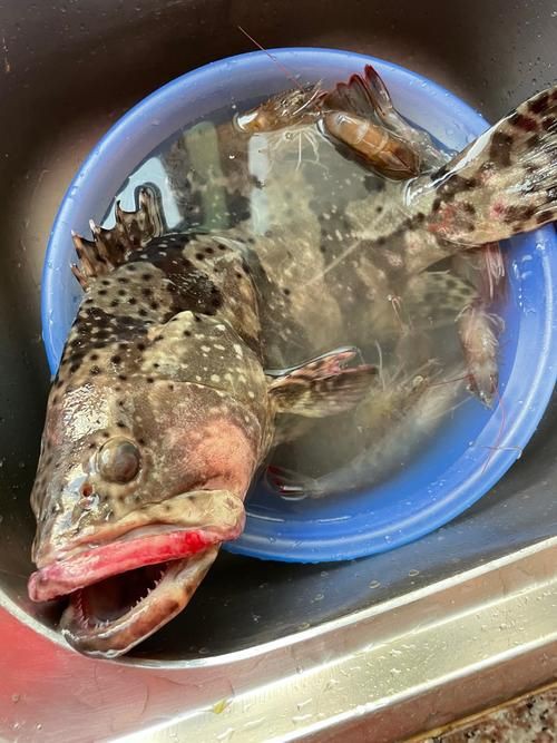 各種斑魚的圖片，攝圖新視界則提供青石斑魚、黑斑魚等具有版權保障的高清斑魚圖片