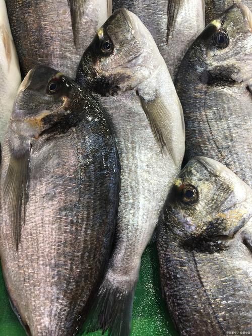 各種斑魚的圖片，攝圖新視界則提供青石斑魚、黑斑魚等具有版權保障的高清斑魚圖片