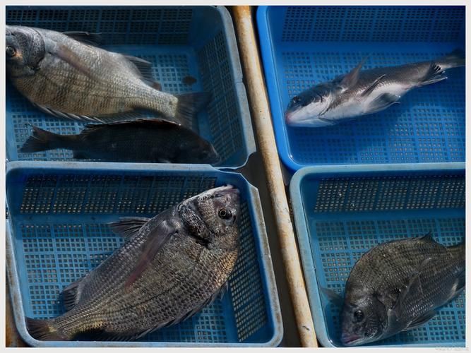 各種斑魚的圖片，攝圖新視界則提供青石斑魚、黑斑魚等具有版權保障的高清斑魚圖片