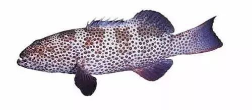 各種斑魚的圖片，攝圖新視界則提供青石斑魚、黑斑魚等具有版權保障的高清斑魚圖片