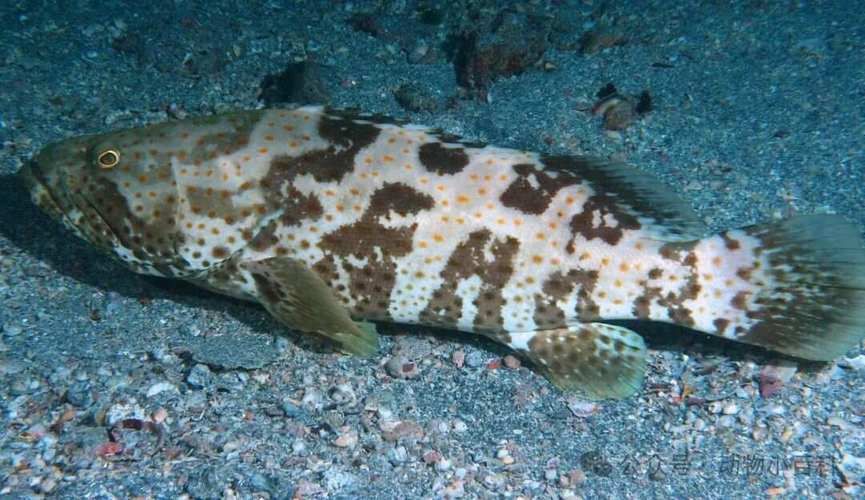 各種斑魚的圖片，攝圖新視界則提供青石斑魚、黑斑魚等具有版權保障的高清斑魚圖片