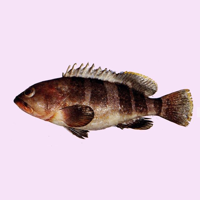 各種斑魚的圖片，攝圖新視界則提供青石斑魚、黑斑魚等具有版權保障的高清斑魚圖片