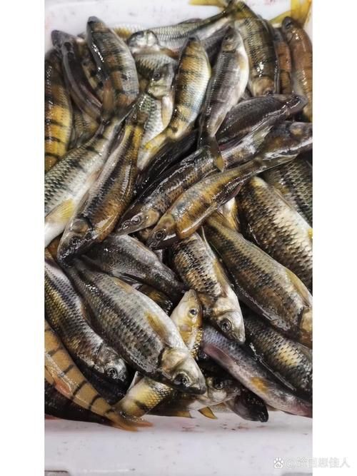 各種斑魚的圖片，攝圖新視界則提供青石斑魚、黑斑魚等具有版權保障的高清斑魚圖片