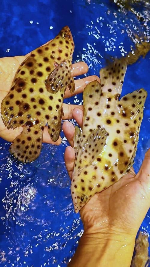 各種斑魚的圖片，攝圖新視界則提供青石斑魚、黑斑魚等具有版權保障的高清斑魚圖片