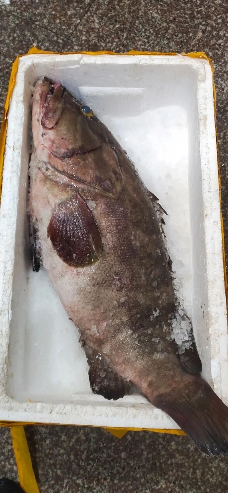 各種斑魚的圖片，攝圖新視界則提供青石斑魚、黑斑魚等具有版權保障的高清斑魚圖片