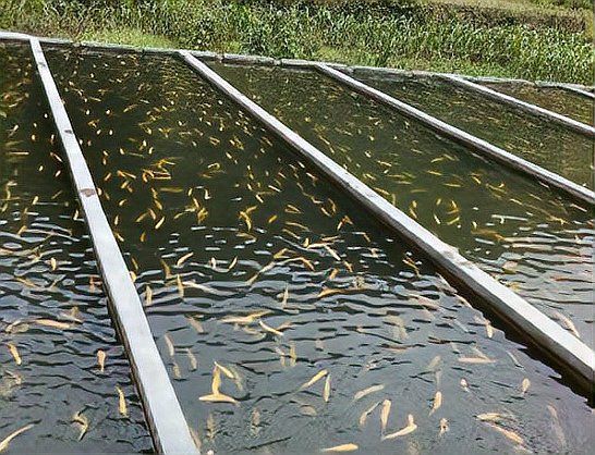 湖州魚缸批發市場,湖州魚缸批發市場與水族產業關聯緊密,南潯鴻西龍魚缸批發市場 全國水族館企業名錄 第2張 湖州魚缸批發市場,湖州魚缸批發市場與水族產業關聯緊密,南潯鴻西龍魚缸批發市場 湖州魚缸批發市場,湖州魚缸批發市場與水族產業關聯緊密,南潯鴻西龍魚缸批發市場 全國水族館企業名錄 第2張