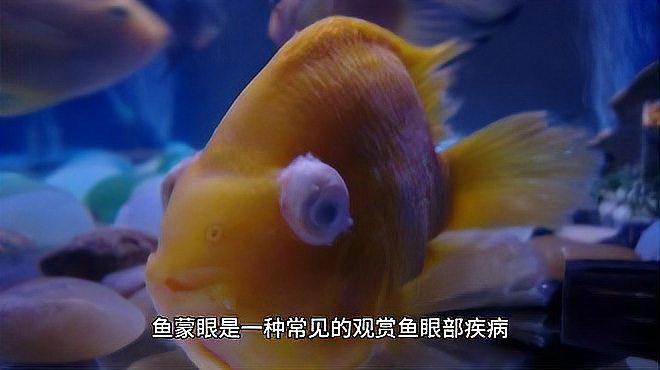 有哪些有效的龍魚蒙眼病預防措施？，龍魚蒙眼怎么辦生態牧人龍魚蒙眼原因及急救方法全解析