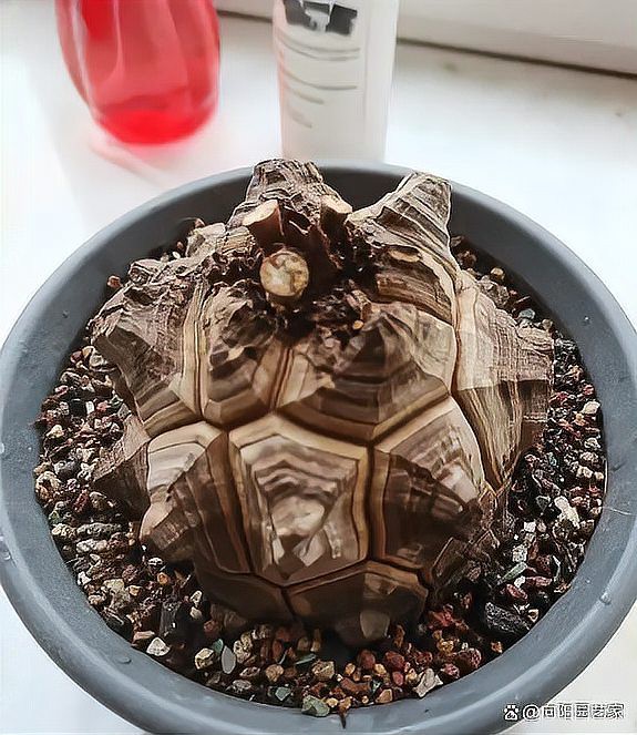 不同材質龍龜的價格差異大嗎？，不同材質的龍龜價格差異顯著，