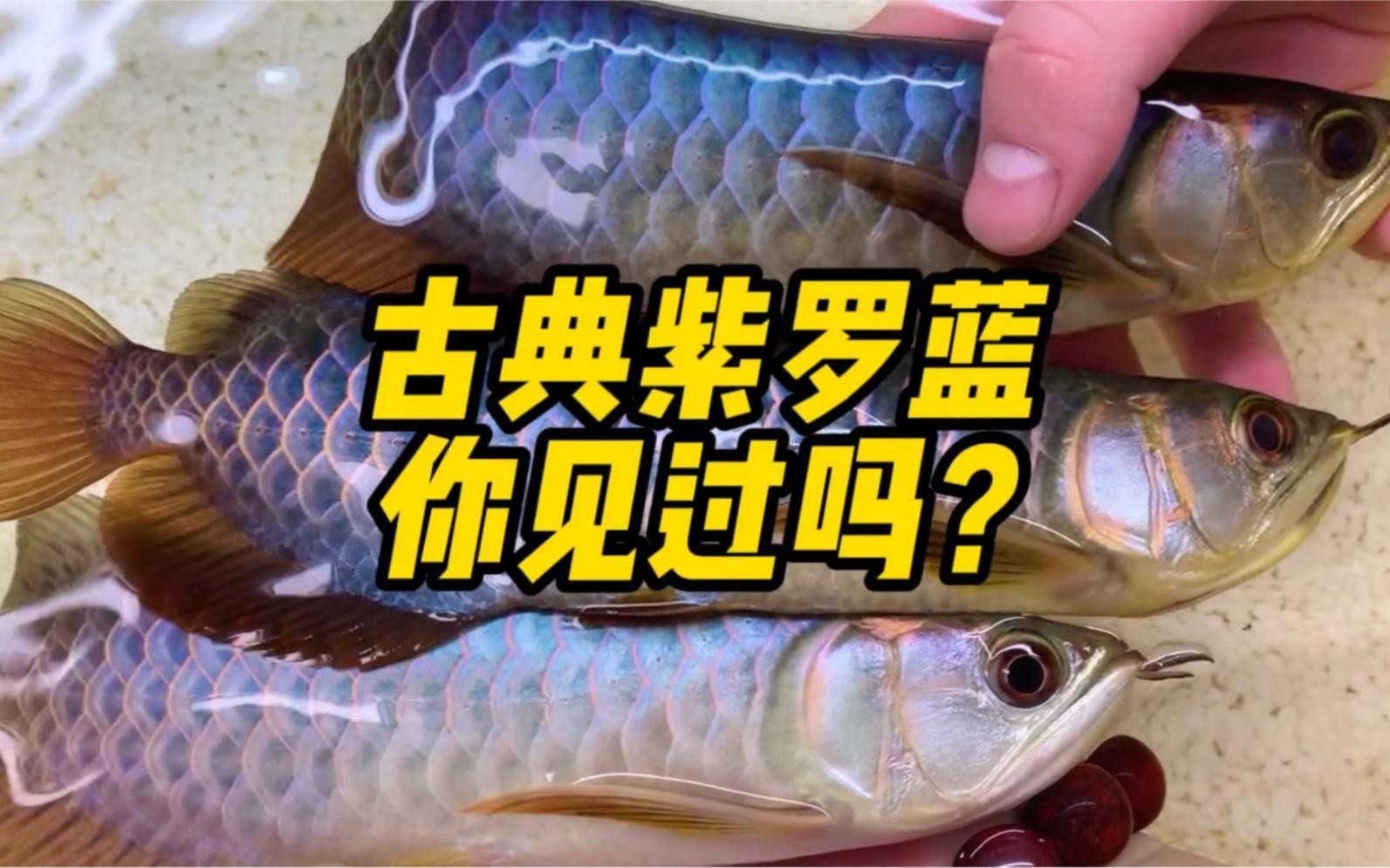 如何挑選一條血統純正的古典過背金龍魚？，《如何挑選一條血統純正的古典過背金龍魚》在觀賞魚領域