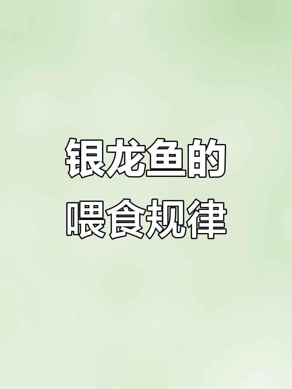 40公分銀龍魚多久喂一次，《40公分銀龍魚多久喂一次》