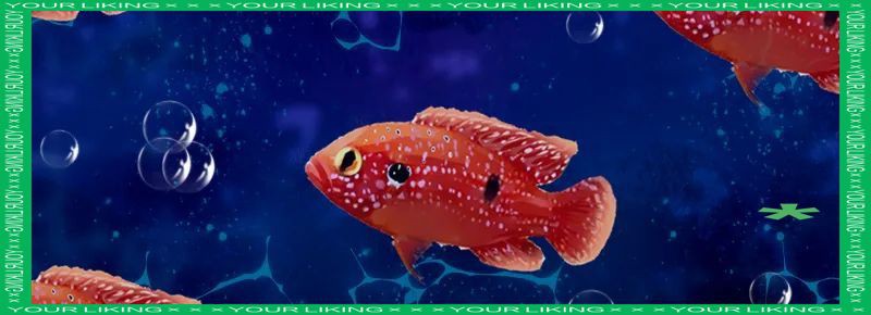 紅寶石魚是海魚還是淡水魚，紅寶石魚的分類與生態特性研究紅寶石魚的分類與生態特性