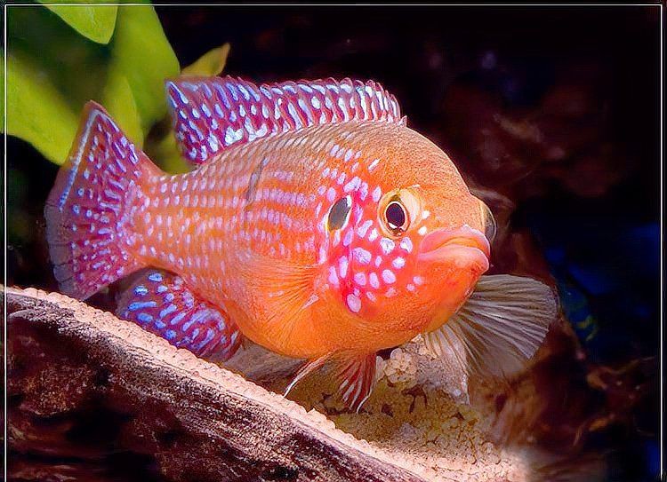 紅寶石魚是海魚還是淡水魚，紅寶石魚的分類與生態(tài)特性研究紅寶石魚的分類與生態(tài)特性