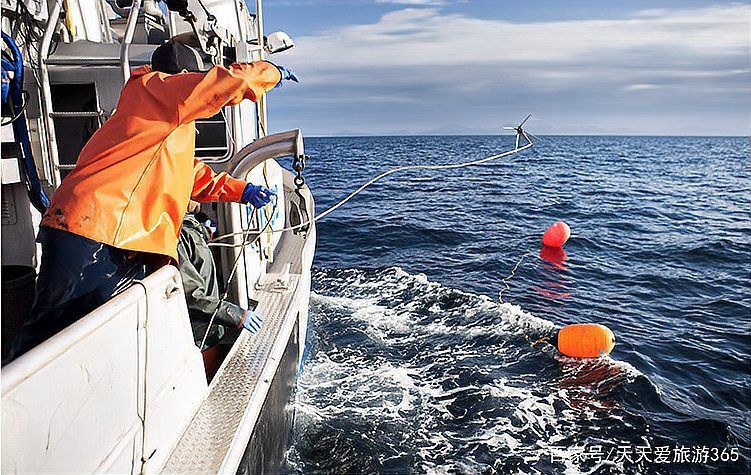 紅寶石魚是海魚還是淡水魚，紅寶石魚的分類與生態特性研究紅寶石魚的分類與生態特性