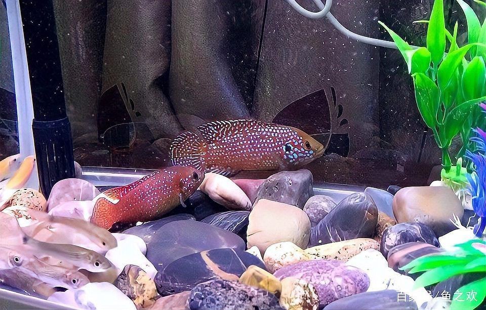 紅寶石魚是海魚還是淡水魚，紅寶石魚的分類與生態(tài)特性研究紅寶石魚的分類與生態(tài)特性