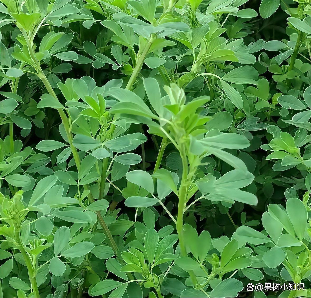 果園種草十大排名，十大優質果園種草排名