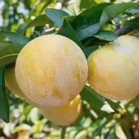 果園種草十大排名，十大優質果園種草排名