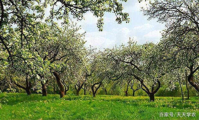 果園種草十大排名，十大優質果園種草排名