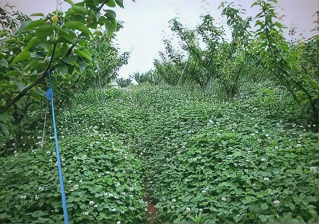果園種草十大排名，十大優質果園種草排名