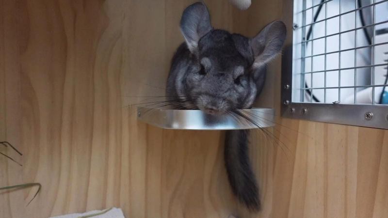 如何判斷龍貓是否感染細菌？，判斷龍貓是否感染細菌需綜合觀察其外在癥狀與生活環境與生活環境