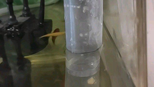 礦泉水瓶自制喂魚器，《礦泉水瓶自制喂魚器》礦泉水瓶制作喂魚器的兩種簡單方法