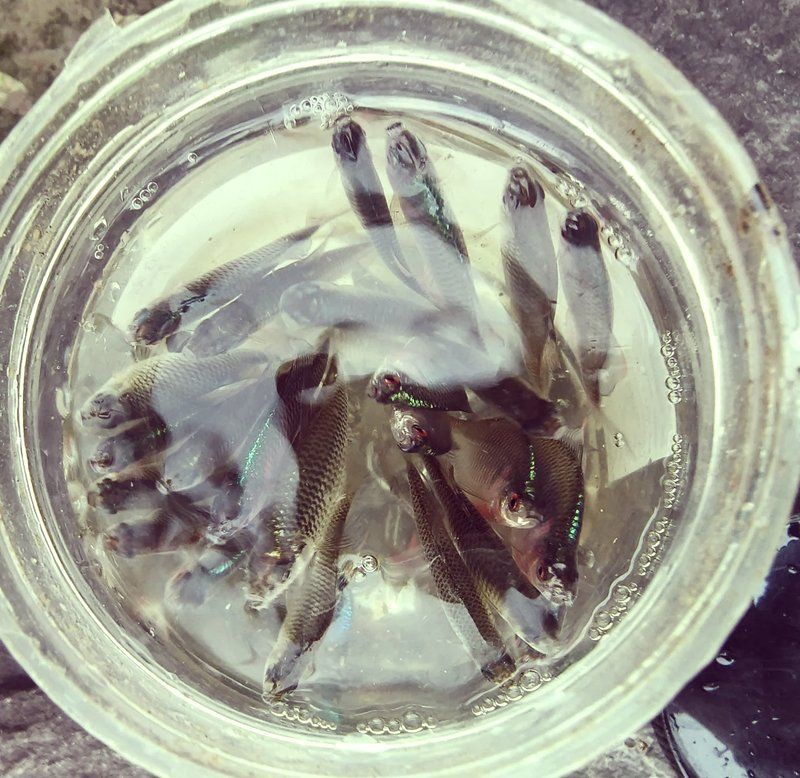 礦泉水瓶自制喂魚器，《礦泉水瓶自制喂魚器》礦泉水瓶制作喂魚器的兩種簡(jiǎn)單方法