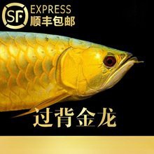 哪里可以購買到正宗的古典藍底過背金龍魚？，古典藍底過背金龍魚價格排行榜京東藍龍魚價格排行榜