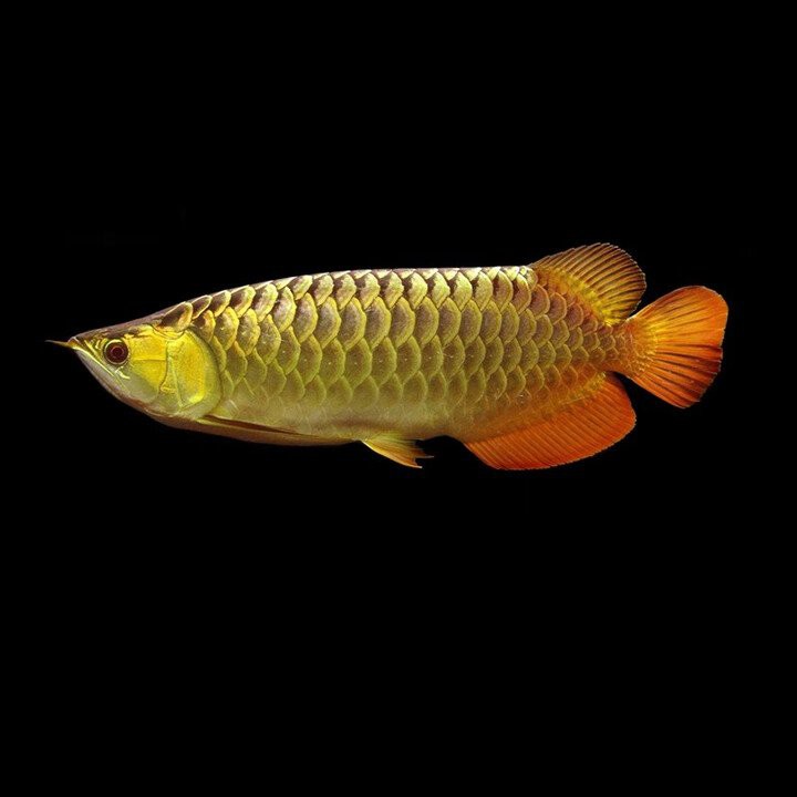 哪里可以購買到正宗的古典藍底過背金龍魚？，古典藍底過背金龍魚價格排行榜京東藍龍魚價格排行榜