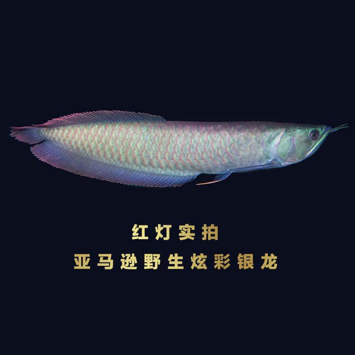 哪里可以購買到正宗的古典藍底過背金龍魚？，古典藍底過背金龍魚價格排行榜京東藍龍魚價格排行榜