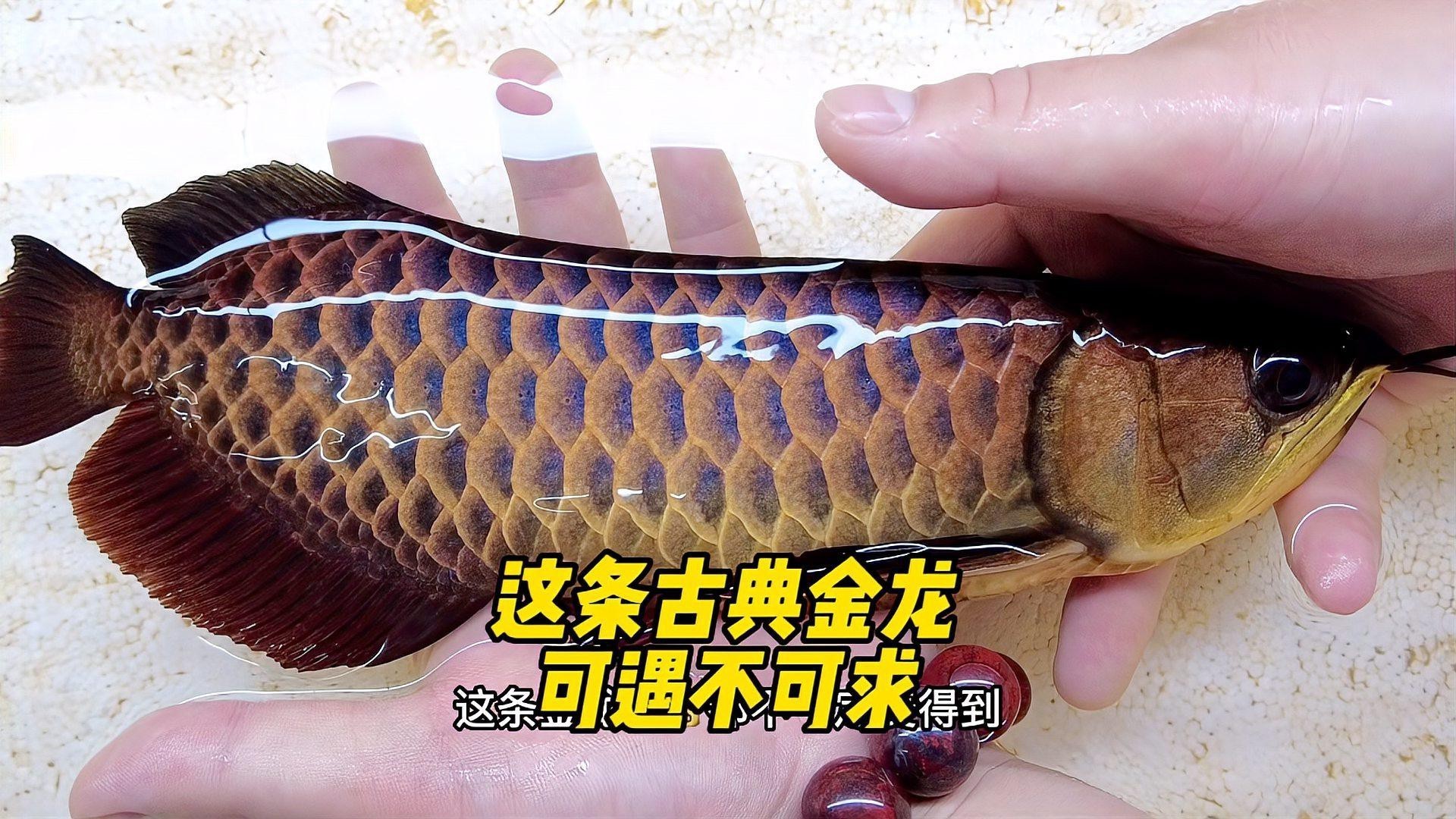 古典金龍有哪些品種？，揭秘古典金龍魚最好的三個品種曉糖糖古典藍底過背金龍