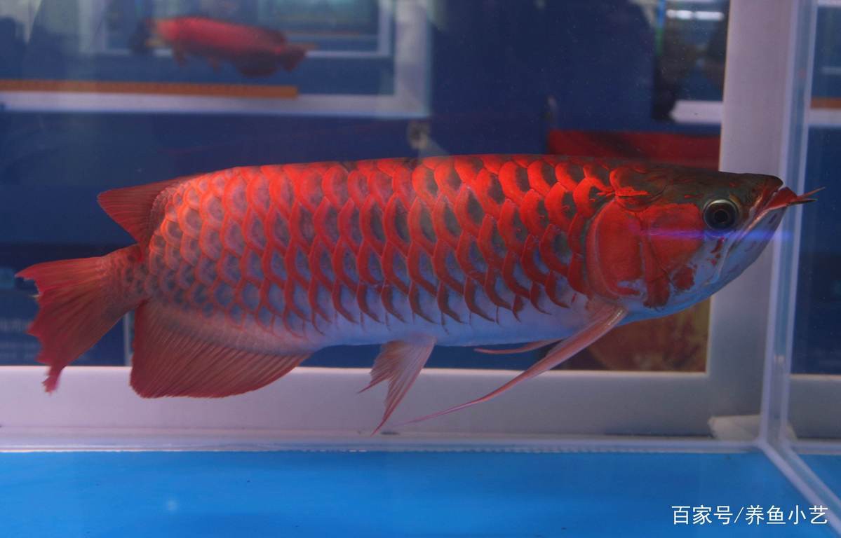 如何預防龍魚內臟受傷？，《如何預防龍魚內臟受傷》—紅龍魚養護知識詳解