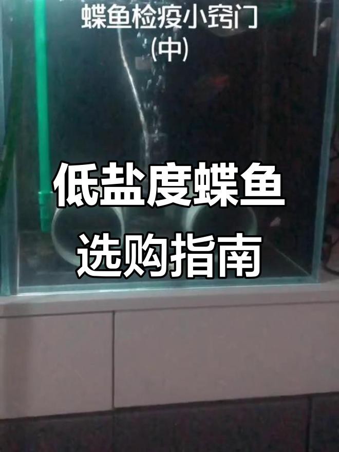 如何挑選健康的龍睛和蝶尾金魚？，如何挑選健康的龍睛和蝶尾金魚
