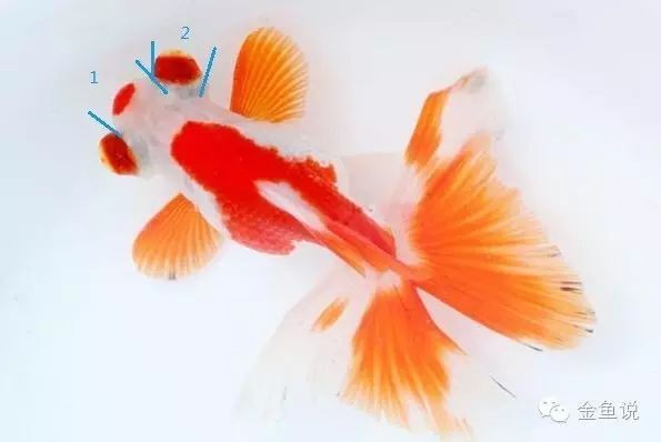 如何挑選健康的龍睛和蝶尾金魚？，如何挑選健康的龍睛和蝶尾金魚