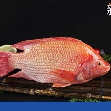深海紅龍魚價格表，深海紅龍魚的價格