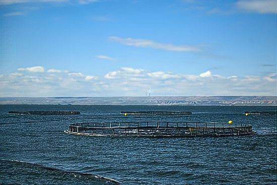 昔陽(yáng)龍魚(yú)店，昔陽(yáng)滿江秋烤魚(yú)店