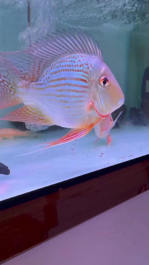 鳳凰元寶圖片，鳳凰元寶作為一種融合傳統(tǒng)文化與現(xiàn)代審美的藝術(shù)形象