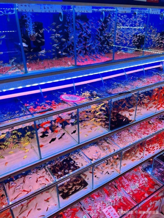 廣州水族批發市場，中國最大的水族市場，藏身廣州老城區20年，最終被落下帷幕