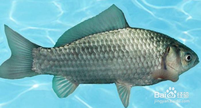 如何判斷藍(lán)金龍魚的年齡？，創(chuàng)作打卡挑戰(zhàn)賽-知乎風(fēng)中飄落的枯葉,如何判斷魚的年齡